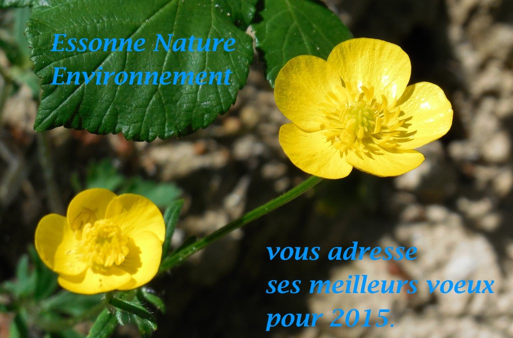 ENE VOEUX1 2015