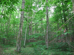 La forêt du Val-Saint-Germain. © Danielle ALBERT, ENE. FORET DA ENE 2