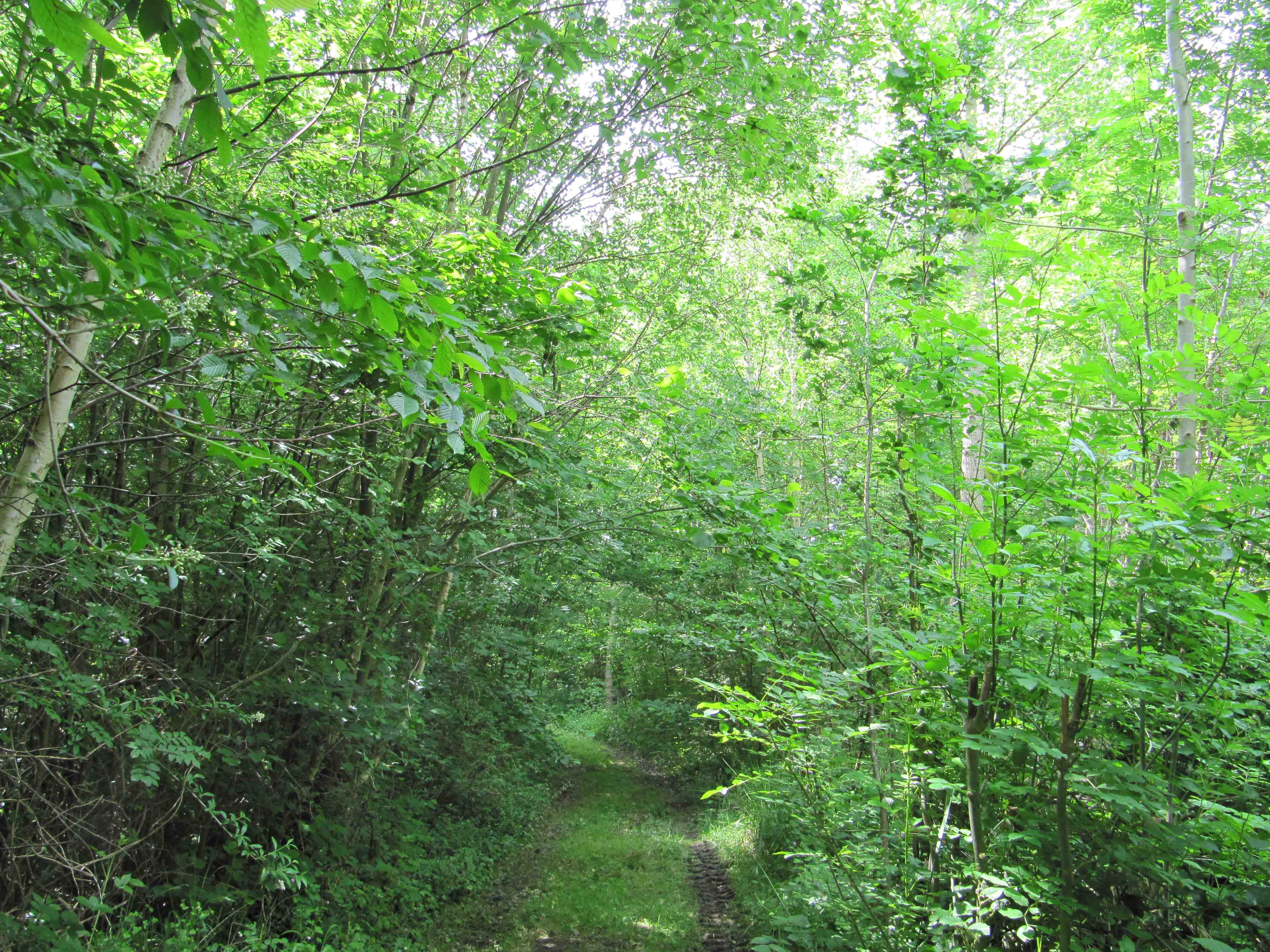 La forêt du Val-Saint-Germain. © Danielle ALBERT, ENE. FORET DA ENE