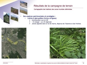 La laîche à épis grêle. Délimitation, caractérisation et gestion des zones humides prioritaires du bassin versant de l'Yerres. © SYAGE-Biotope, 27 janvier 2015, p. 29 (image modifiée). BV YERRES ZH SYAGE 01-2015 Def p 29