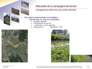 La léersie faux-riz. Délimitation, caractérisation et gestion des zones humides prioritaires du bassin versant de l'Yerres. © SYAGE-Biotope, 27 janvier 2015, p. 30 (image modifiée). BV YERRES ZH SYAGE 01-2015 Def p 30